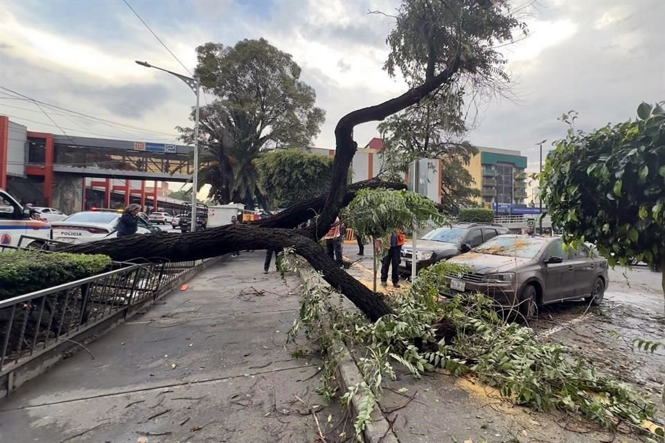 Un árbol cayó sobre la banqueta en Calzada de Tlalpan.