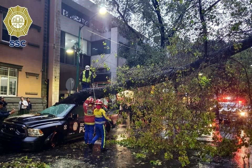 Servicios de emergencia trabajan para seccionar y retirar el ejemplar que se desplomó.