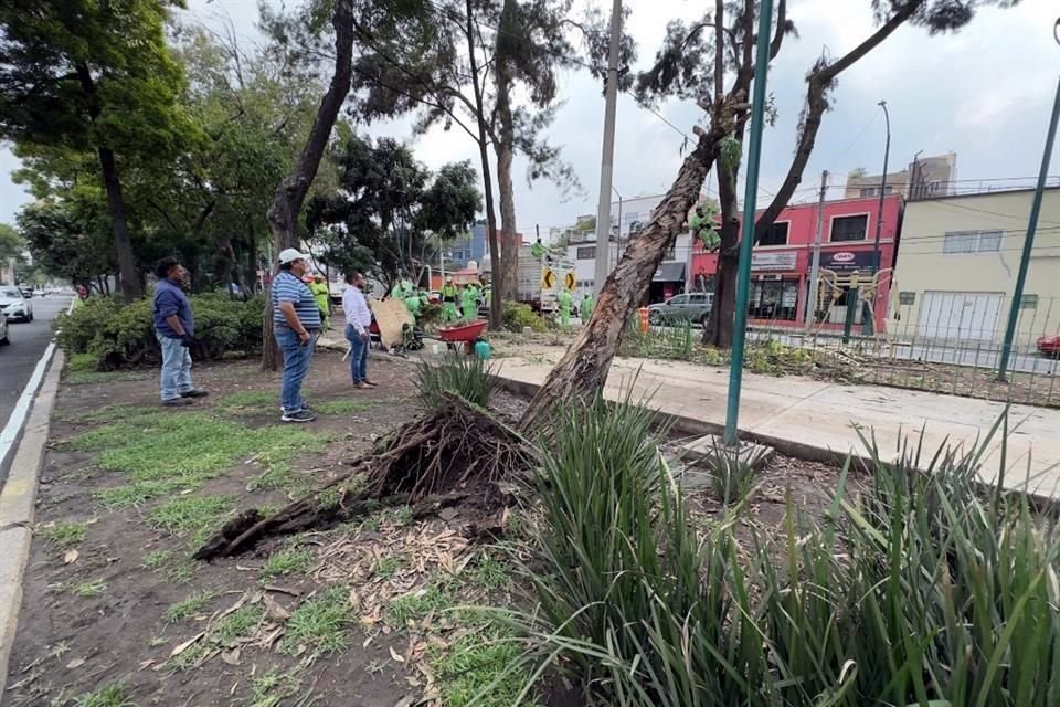 AFECTACIÓN. El lunes, cuatro árboles cayeron en el sendero seguro de Plutarco Elías Calles, afectando el espacio.