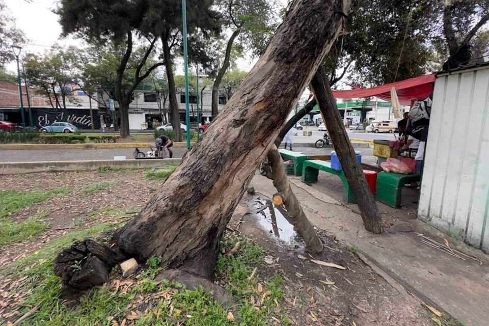 El fin de semana pasado, cuatro árboles se desplomaron.