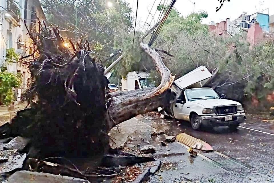 MARTES. En su momento, vecinos alertaron por el riesgo que implicaba el árbol inclinado; el martes el ejemplar colapsó en plena lluvia.