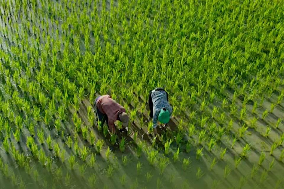 'Omnivore' es narrada por el propio René Redzepi, esta serie global explora los ingredientes que construyeron las sociedades, moldearon creencias y alteraron para siempre la historia de la humanidad.