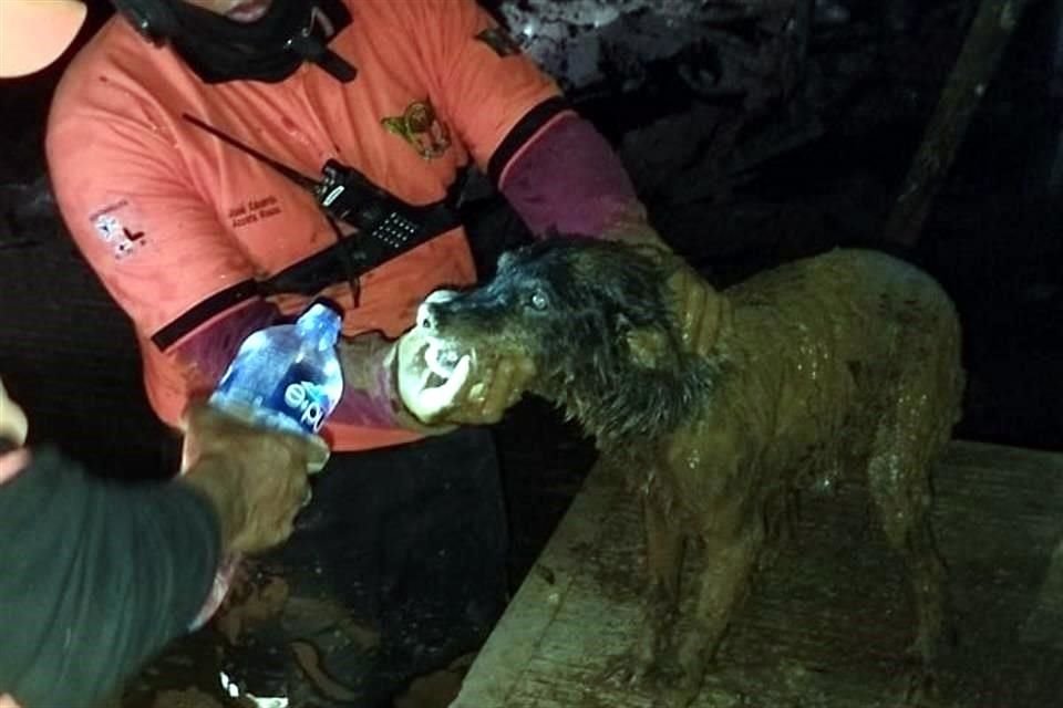 Además, fue rescatado un perro con vida, lo que fue aplaudido por los habitantes.