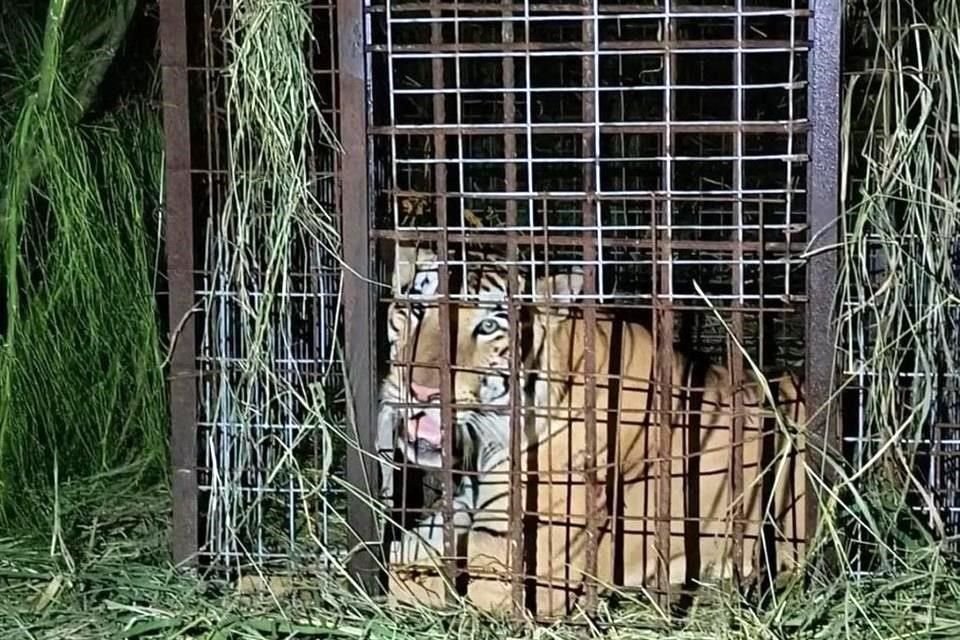 El tigre fue capturado con carnada de pollo en jaulas.