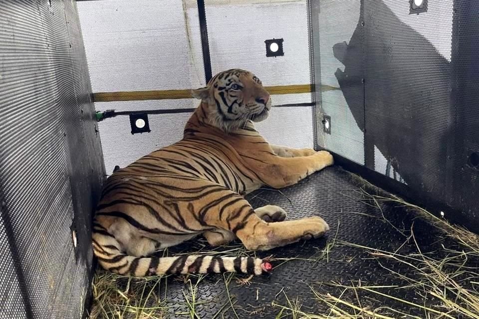 'Tony', como le llaman al felino, es un tigre siberiano de 115 kilos y un metro de largo, que todavía no es adulto, pero es de la especie que puede llegar a medir 2.5 metros.