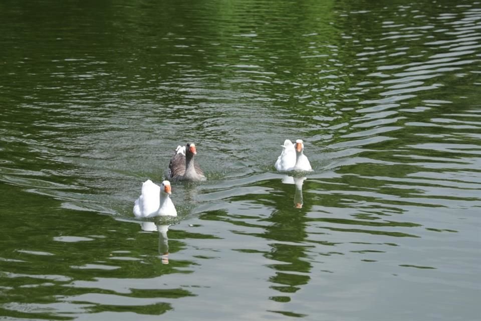 En el Bosque de Chapultepec se tiene registro de 148 tipos de aves, entre ellas, colibrís, patos y urracas.