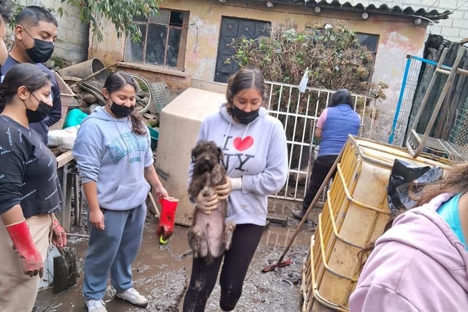 Durante el colapso de la techumbre del refugio de la asociación Huellitas de Amor fallecieron tres canes.