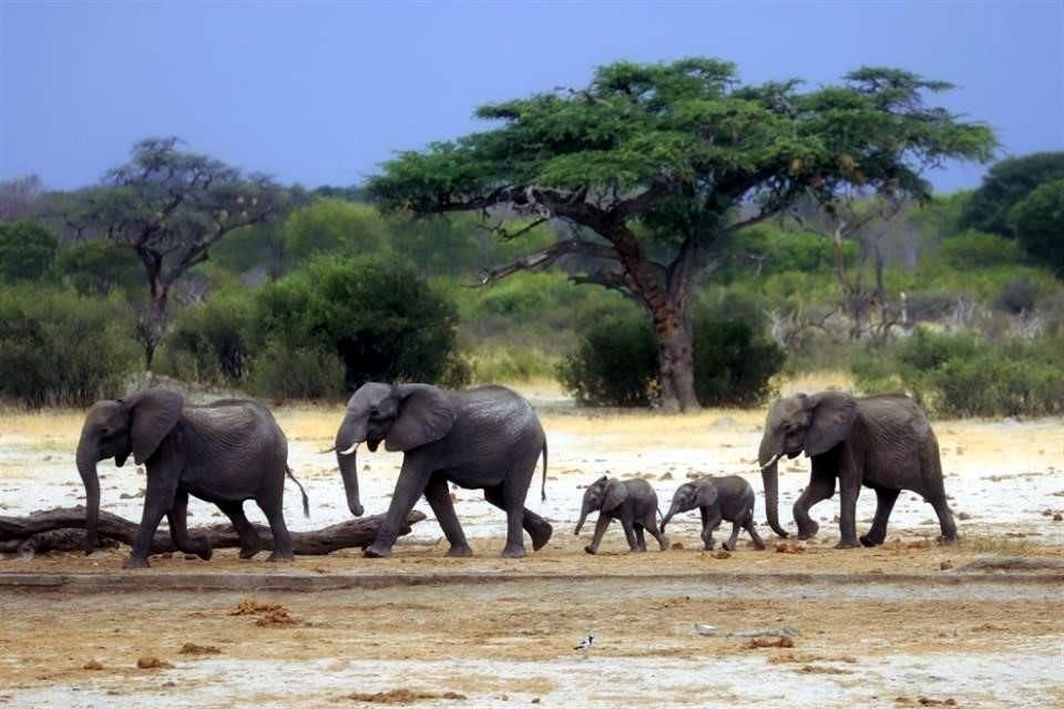 Zimbabue y Namibia dijeron que sacrificarán a cientos de elefantes salvajes y otros animales para alimentar a la población afectada por el hambre en medio de graves condiciones de sequía.