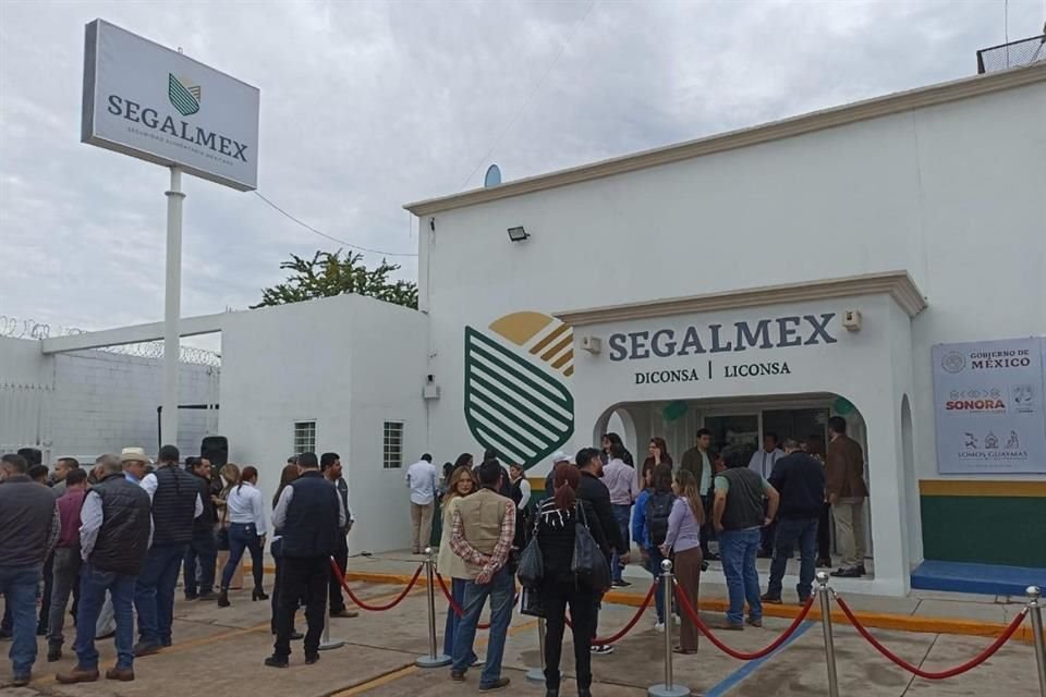 Segalmex, empresa creada por AMLO y que dejó transas por 15 mil mdp, 'desaparecerá' y sera fusionada con Diconsa, anunció Sheinbaum.