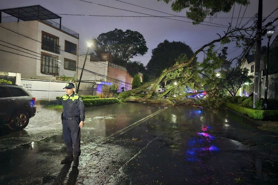 En la Colonia Tlacopac, próxima a Altavista, en Álvaro Obregón, un árbol cayó de raíz y quedó cruzado a lo ancho de la Calle José de Teresa.