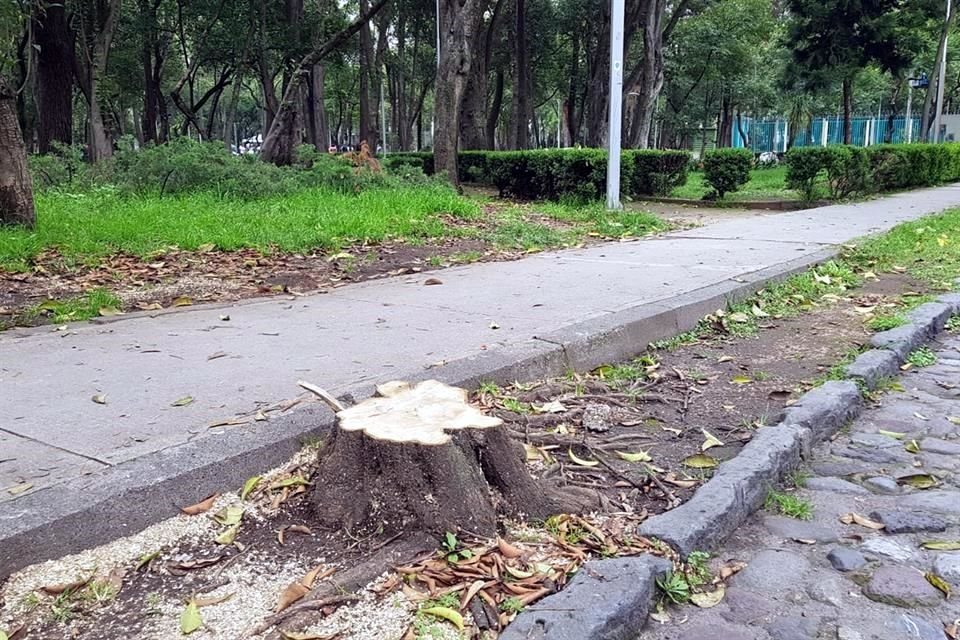 Alrededor de 70 de los 700 árboles en el parque han sido retirados y otros se han desplomado esta temporada.