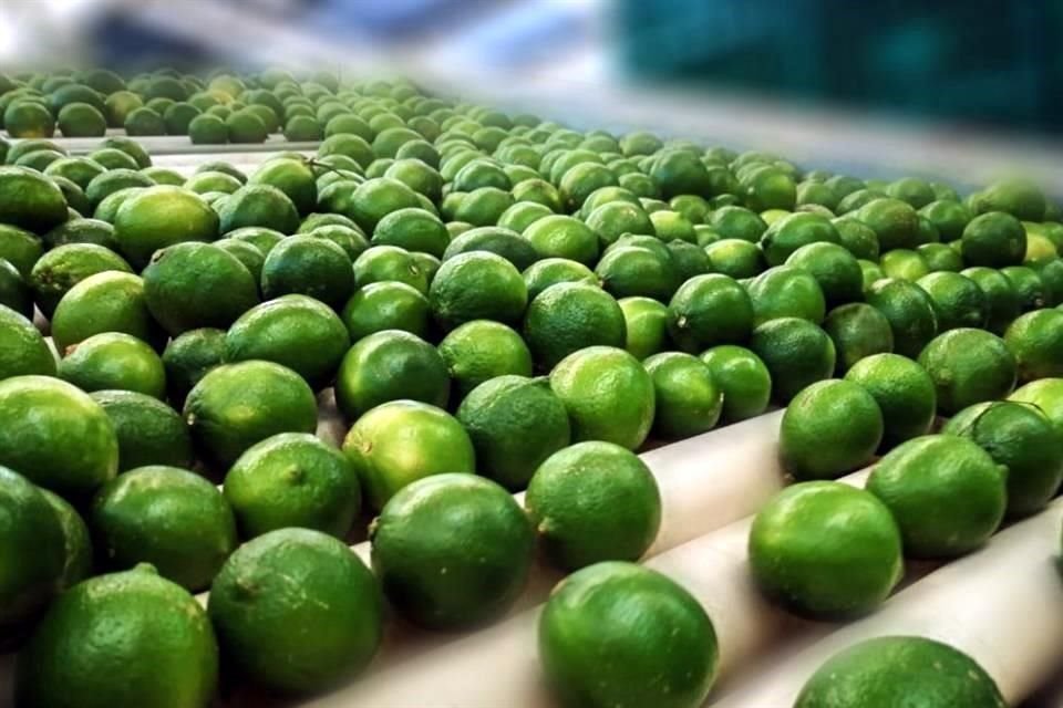 Colima, pequeño en extensión, pero grande en riquezas naturales, es el hogar de uno de los productos más apreciados en la cocina mexicana: el limón.