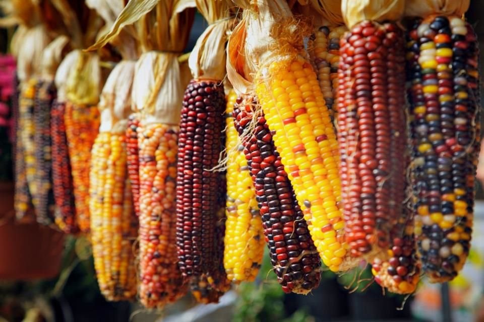 El maíz se domesticó hace más de 10 mil años, y hasta la actualidad, sigue siendo uno de los alimentos importantes de la gastronomía.