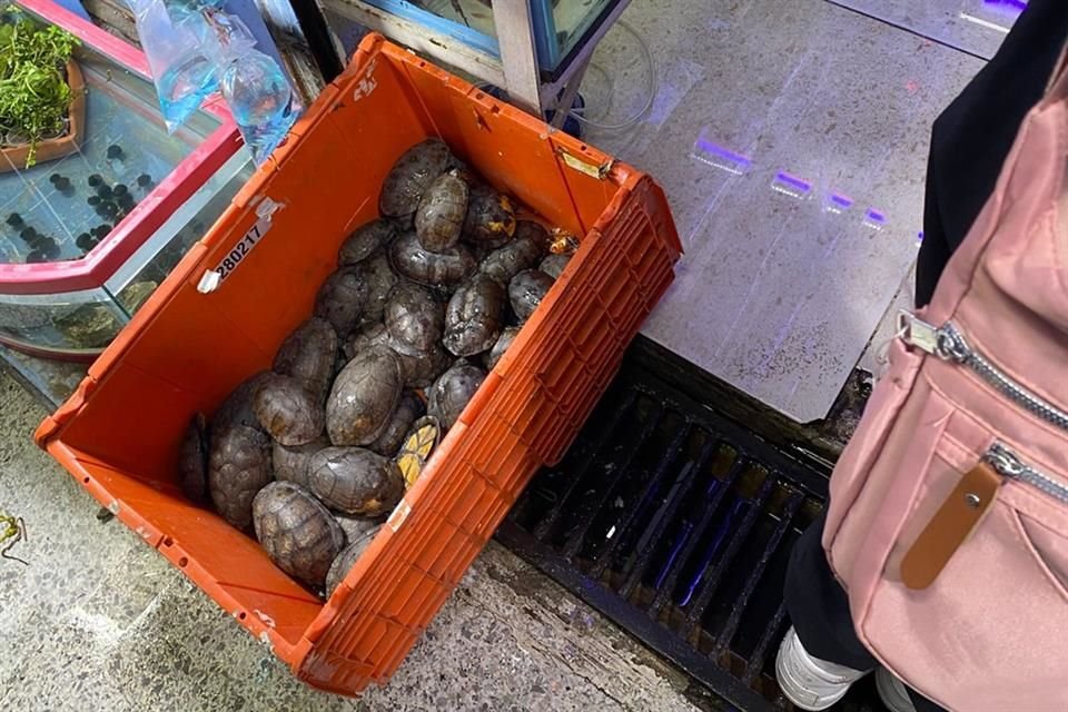 En el Mercado se ofrecen tortugas que permanecen hacinadas en cajas de plástico.