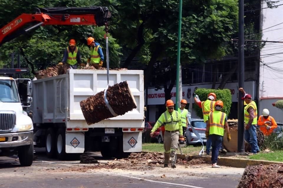 Trabajos de retiro en Vértiz el 23 de septiembre, una de las avenidas más afectada por plagas.