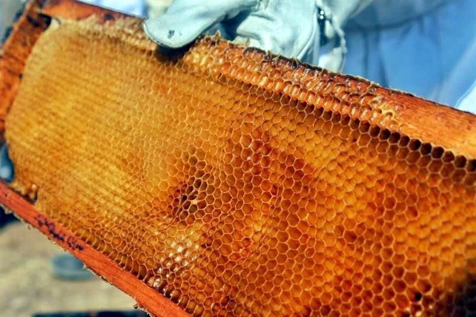 Gracias a las miles de hectáreas de tierra fértil, Jalisco cuenta con las mejores condiciones para producir miel ámbar y multiflora.