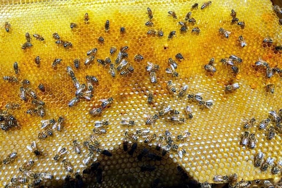 Algunos productos derivados de la miel producida en Jalisco son: caramelos, shampoos, jabones, dulces, medicamentos, vinagre, jalea real, velas y cosméticos.