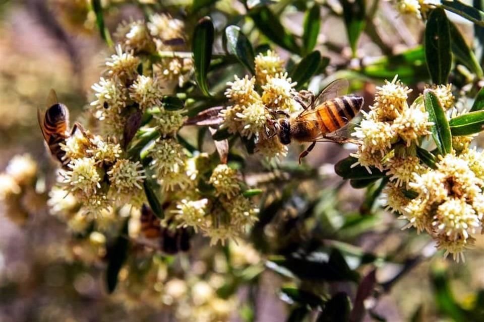 En Jalisco se encuentran dos de los principales centros de investigación sobre las abejas en el país.