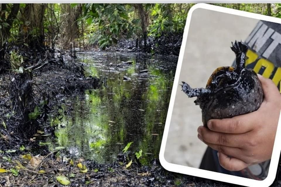 Activistas y pobladores reprocharon a Pemex que desde agosto un derrame de hidrocarburo afecta a una comunidad en Papantla, Veracruz.