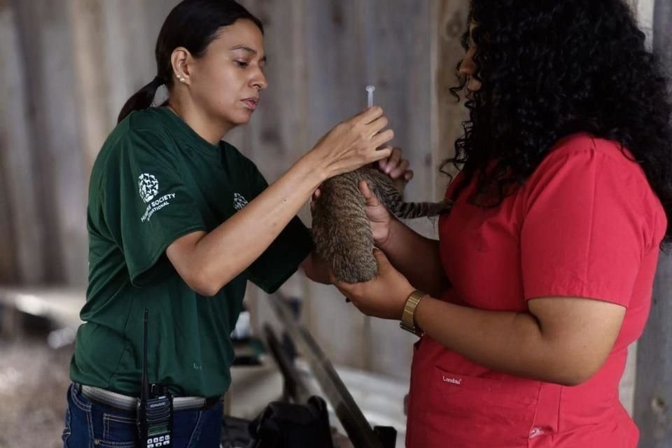 Gatos, perros y otros animales recibieron atención médica veterinaria.