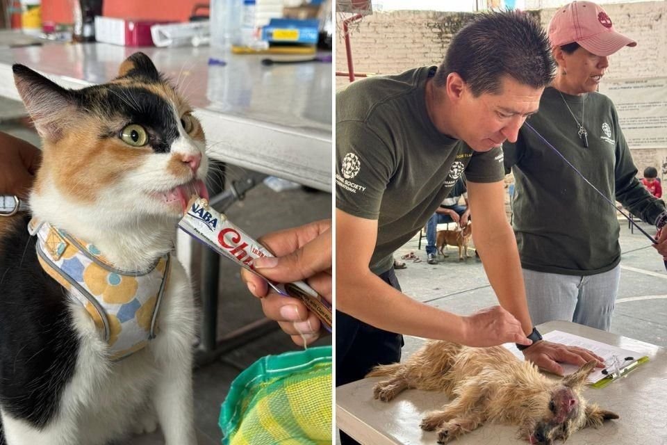 Aparte de atención veterinaria, también se brindó alimento para animales.