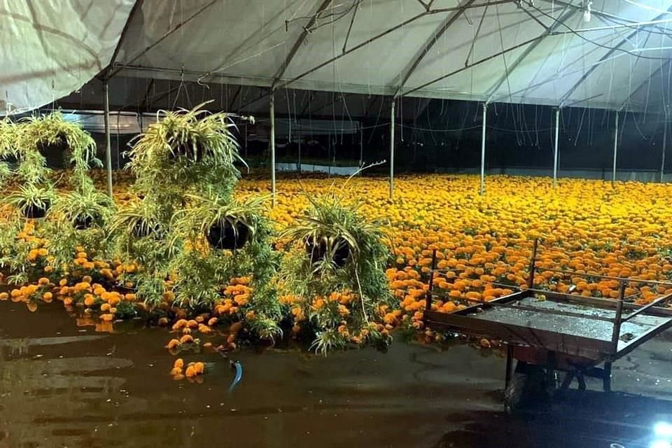 A los vecinos que, además, se dedican a la siembra de flores de ornato les llovió... sobre mojado.