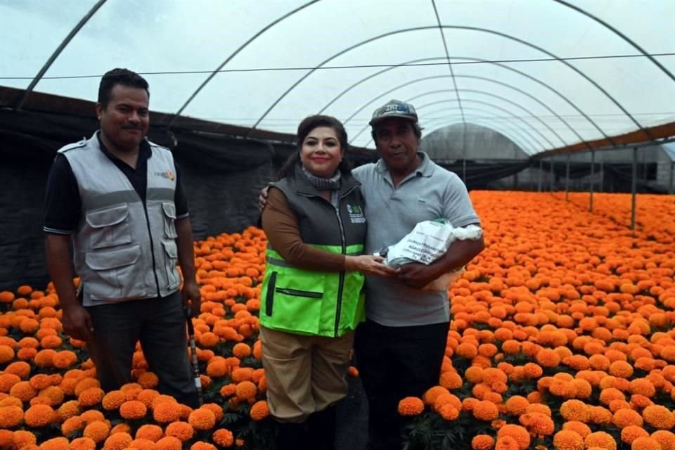 Alrededor de 2 millones de plantas de cempasúchil resultaron afectadas; productores recibirán apoyos.