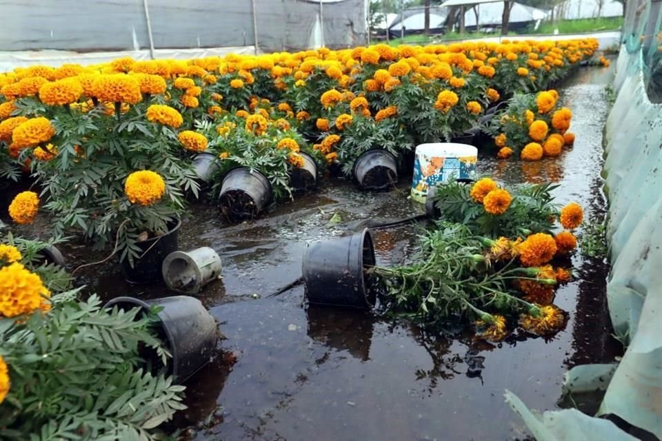 Floricultores han declarado ya pérdidas en sus unidades de producción, tras las inundaciones ocurridas el fin de semana.