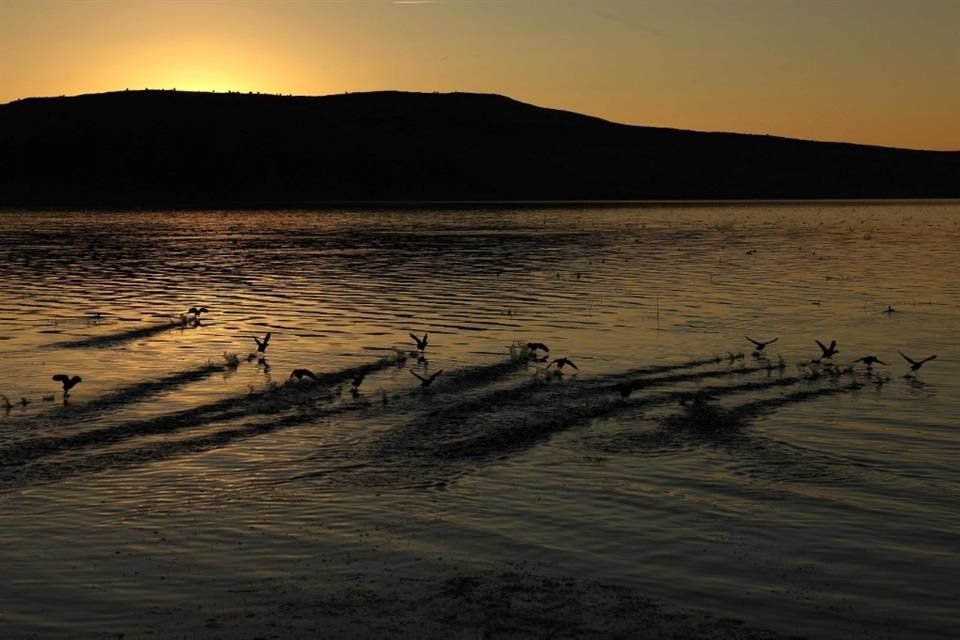 Patos levantan el vuelo en un refugio de vida silvestre en California, el 2 de octubre del 2024.