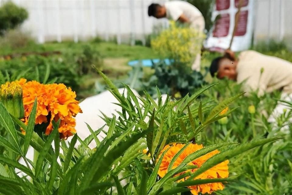 Durante cuatro meses internos han cuidado las plantas de cempasúchil.  