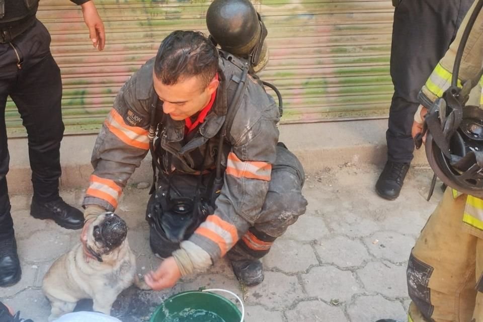 Los rescatistas lograron extraer cinco perros, tres gatos y un perico.