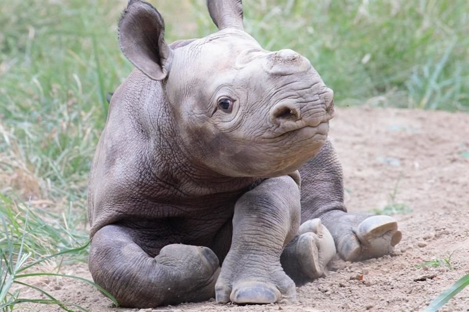 Menos de 6 mil rinocerontes negros sobreviven en el mundo, destacó el Zoológico de Cincinnati, que nombró 'Ajani Joe' a una cría el año pasado.