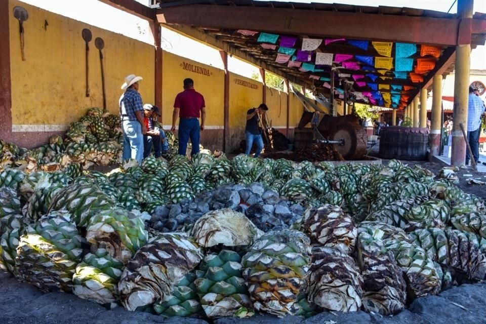 más de 40 tipos de agave, lo que hace la variedad.