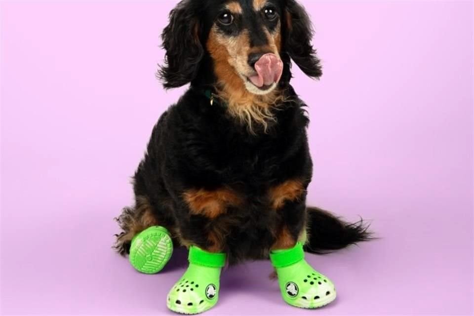 Pet Crocs son unos divertidos y cómodos botines para perros diseñados en colaboración con BARK, una firma especialista en productos para mascotas.