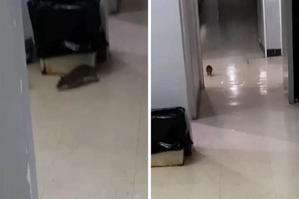 En un video, grabado en el Hospital 20 de noviembre, se observa a una rata acercarse a un bote de basura y luego seguir con su camino.