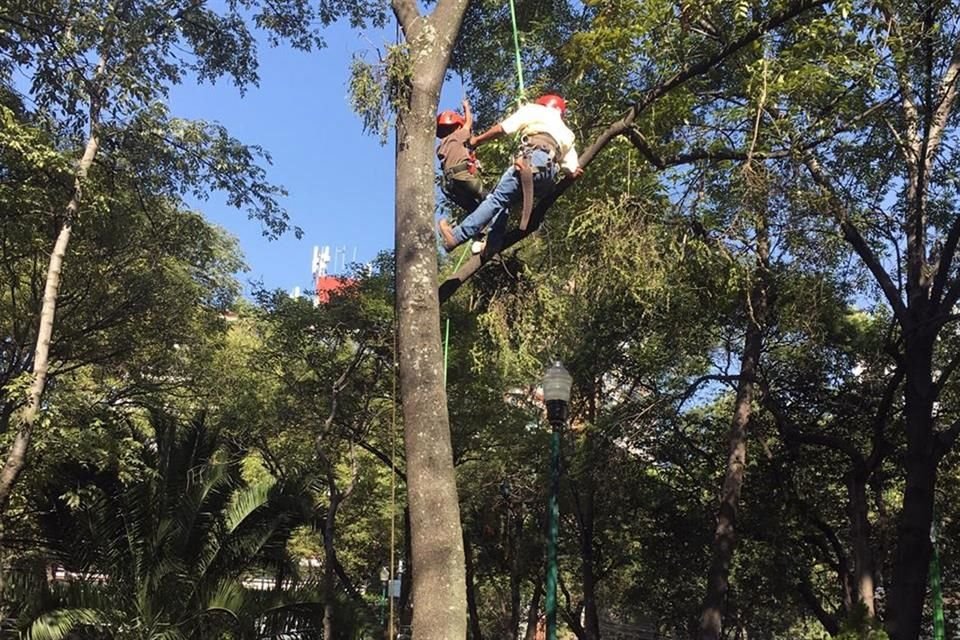 En el Parque Lincoln, niñas y niños trepan árboles y son informados sobre el arbolado y las plagas. 