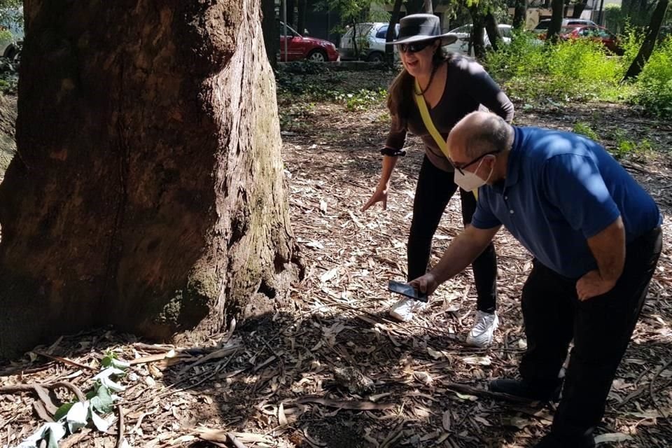 Vecinos han aprendido a identificar hongos en las raíces de los árboles.