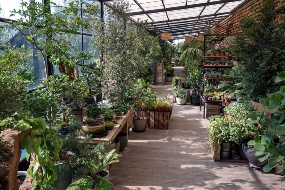 Hay un espacio al aire libre y otro techado con las plantas que son más tolerantes a la sombra, además de una tienda.