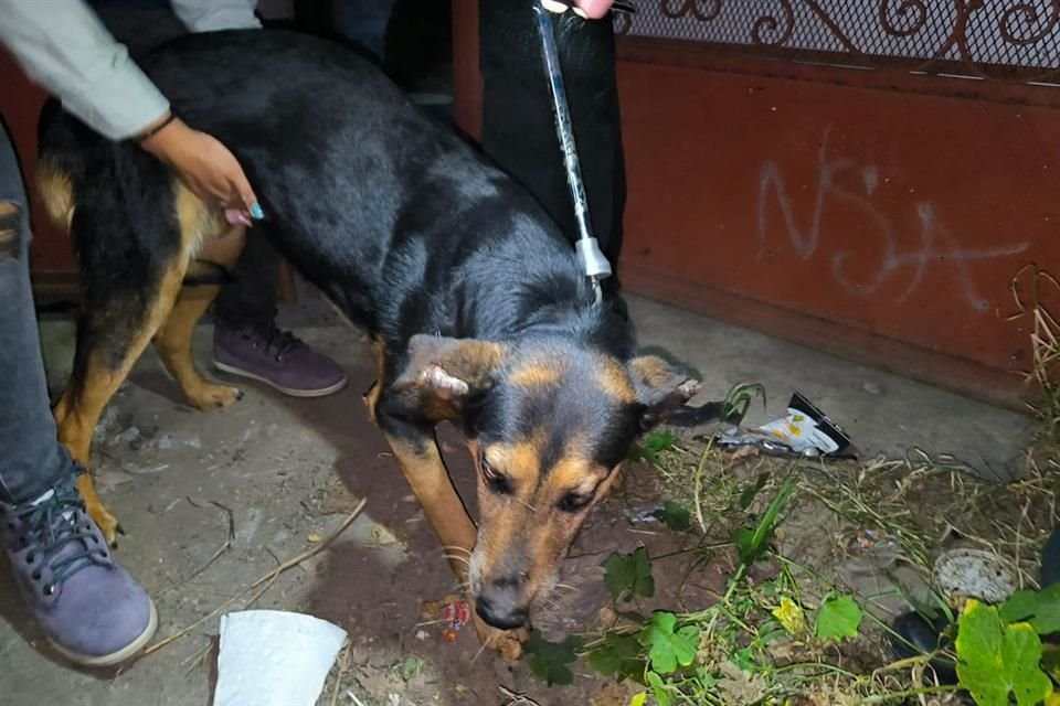 Los perros, cuatro hembras y dos machos, presentan condición corporal delgada y lesiones en orejas y extremidades.