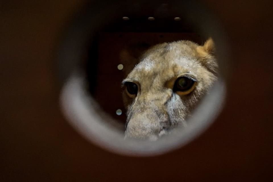 Animales son desembarcados de un avión en Corea del Norte.