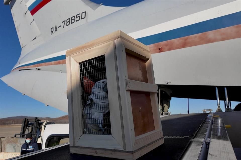 Una cacatúa es bajada de un avión en Corea del Norte, tras su envío desde Rusia.