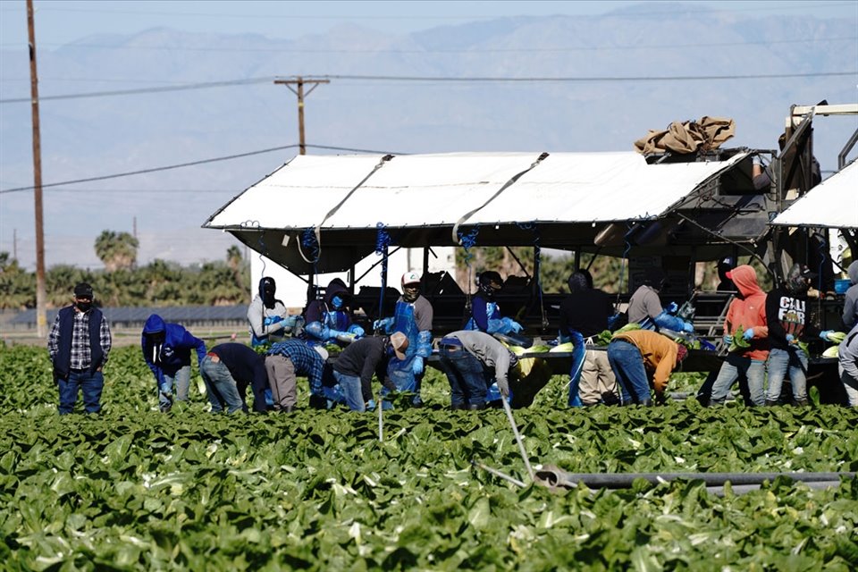 Un 42% de los trabajadores agrícolas en EU no está autorizado para trabajar legalmente en el país.