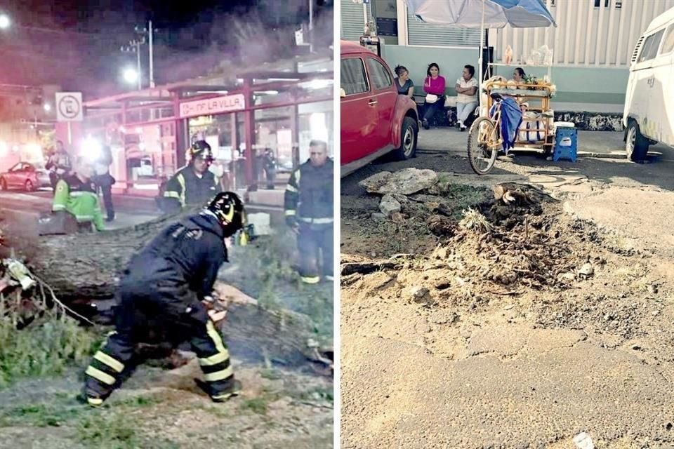 Especialistas alertan que el ejemplar se encontraba en riesgo por la falta de un espacio adecuado.