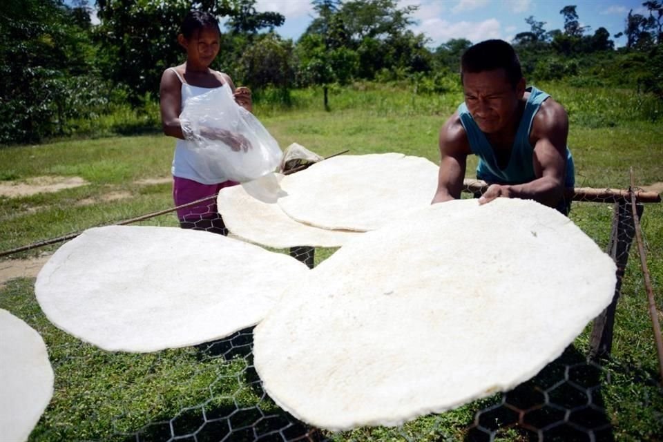 Los Piaroa, pueblo nativo   de Samaria, Venezuela, preparan pan de casabe, de textura crocante y elaborado con Yuca, declarado Patrimonio Inmaterial.