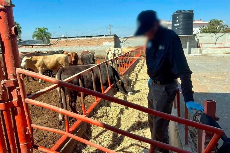 Por denuncias de que estaban contaminadas con clembuterol, 901 cabezas de ganado fueron aseguradas por la FGR en Guanajuato.