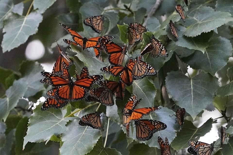 Mariposas monarcas hacen una parada para descansar en su camino a México, el 12 de septiembre del 2023, en Cleveland.