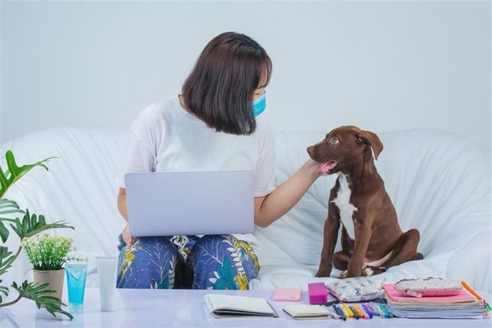 Los tutores de mascotas en China han mostrado un creciente interés por realizar pruebas genéticas en sus animales de compañía.