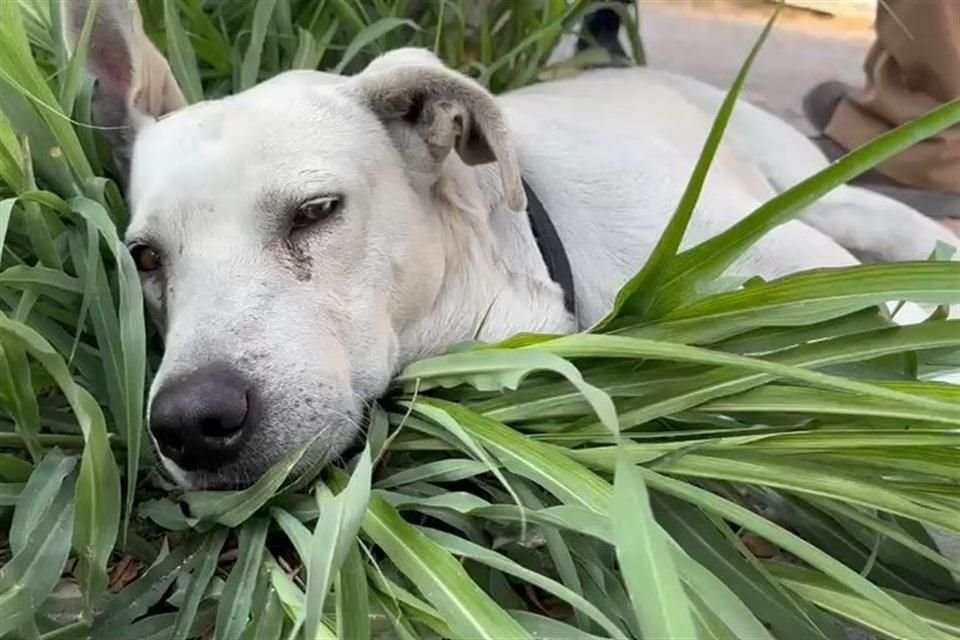 El humo de un fogón alteró a un enjambre de abejas, que dejó un muerto y dos lesionados. Un perrito también fue picado.