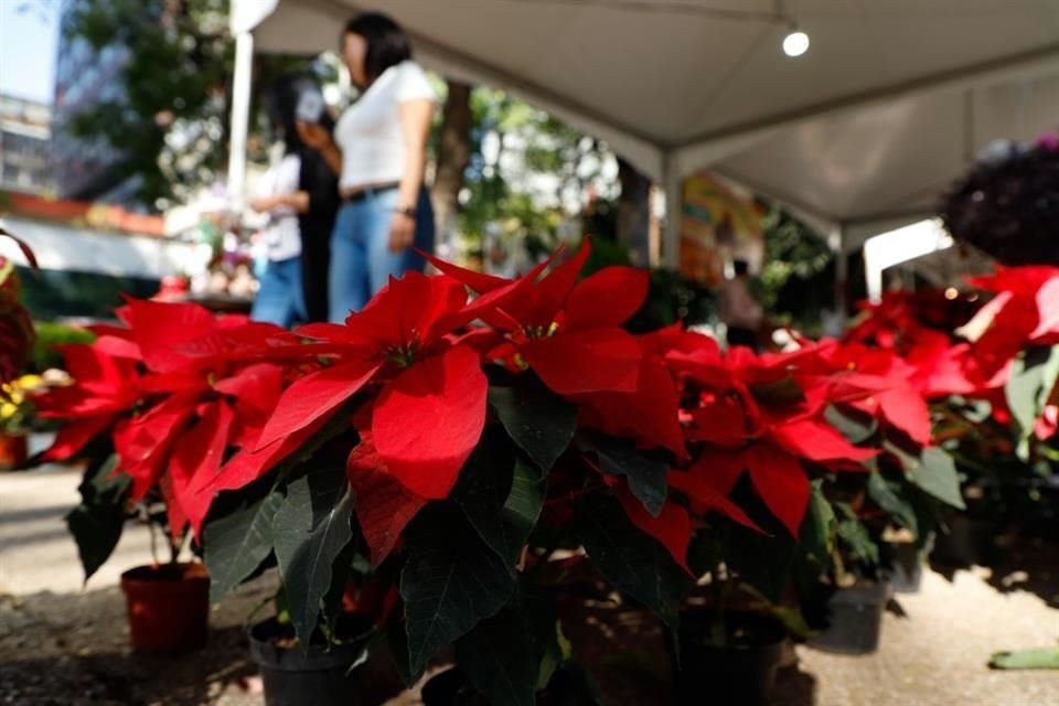 CON ALZA PAULATINA. De acuerdo con productores de nochebuenas, las ventas de la flor han aumentado.