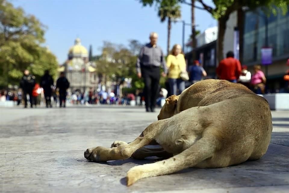 Los canes siguen la marcha de personas y luego quedan alrededor de la plaza.